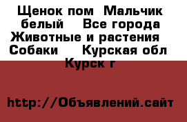 Щенок пом. Мальчик белый  - Все города Животные и растения » Собаки   . Курская обл.,Курск г.